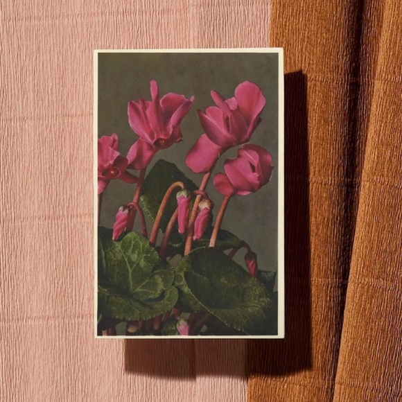 Cyclamen Persicum Thor E. Gyger Floral Postcard - Picture 1 of 3